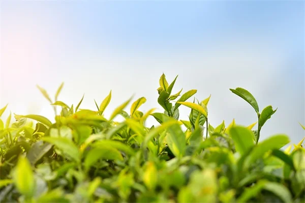 7 Best Shade Plants for Your Fairy Garden — Expert Picks