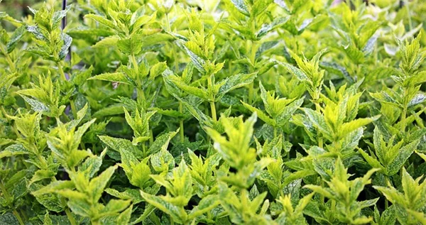 Mealybug Destroyer or Pest? How to Tell the Difference