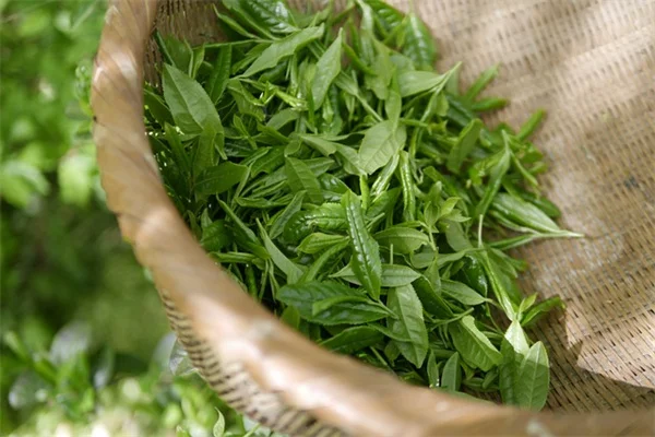 Grow a Kitchen Scrap Garden With Your Kids