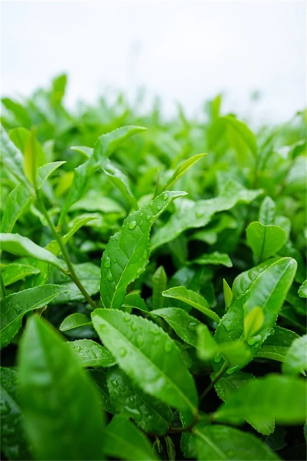 How to Grow Par-Cel Cutting Celery for Endless Harvests
