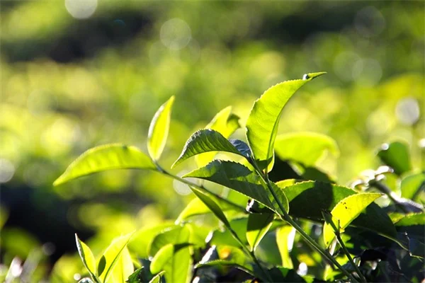 Midwest shade plants: 9 picks that actually thrive